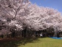 0409-新潟市-お花見-桜-e1460195954531