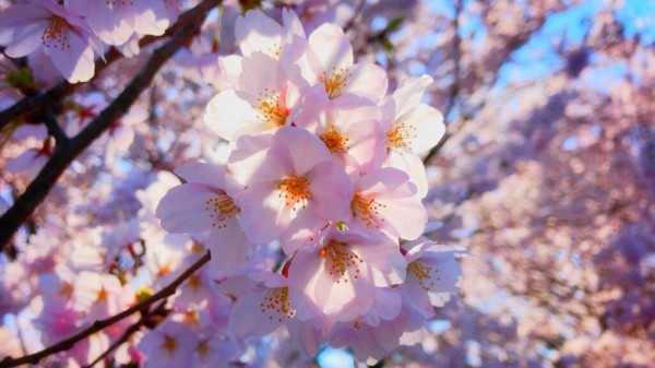 新潟 桜